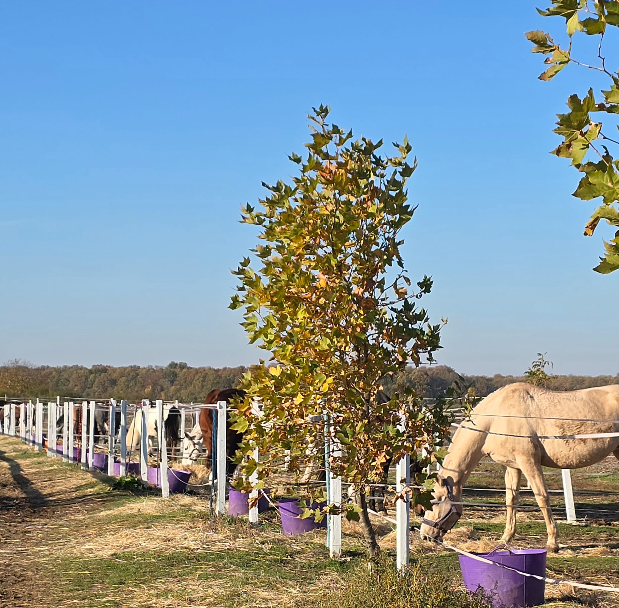 Antrenament călăreți